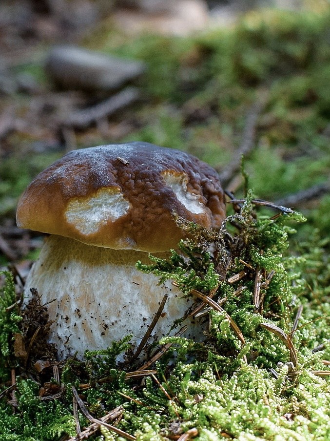 Black Forest, Germany: Mushroom Foraging in Autumn