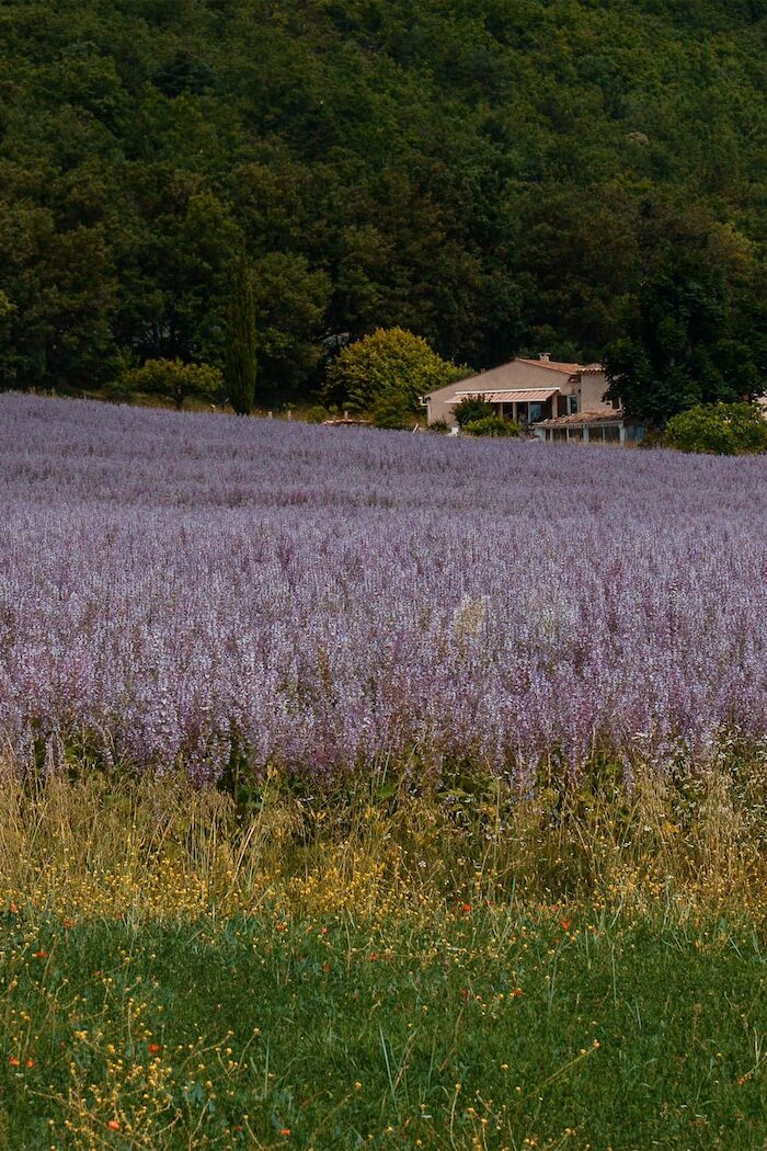 Violès, Provence: Exploring the Enchanting Charms of This Hidden Gem!