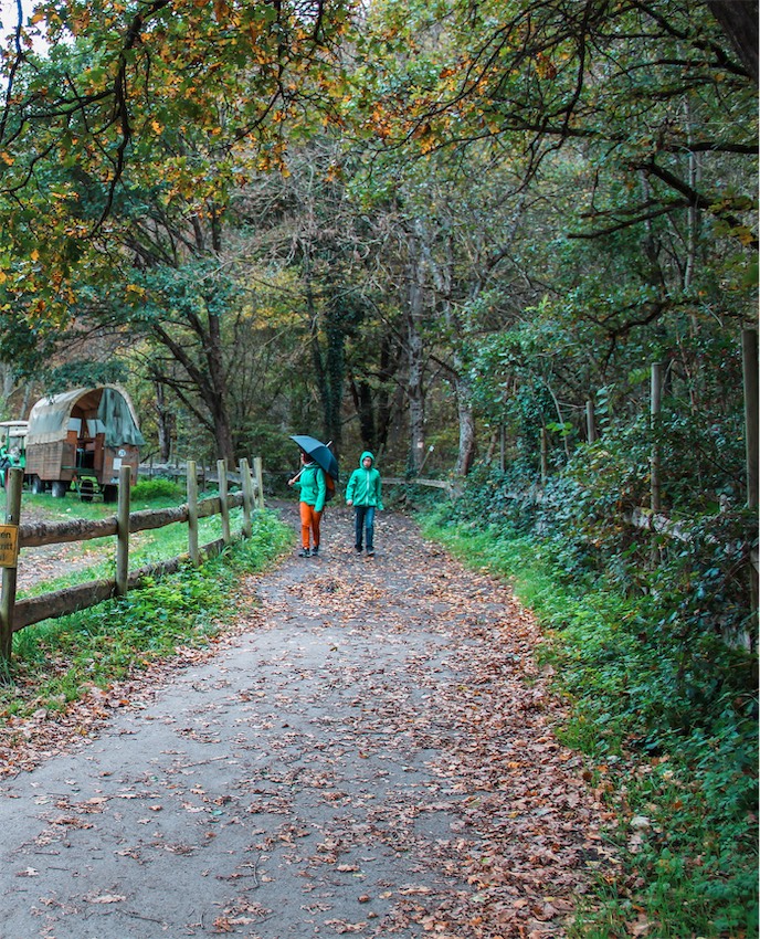 Mushroom Foraging Germany