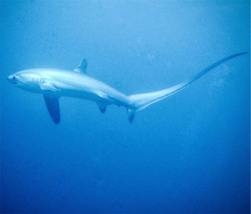 Malapascua Island