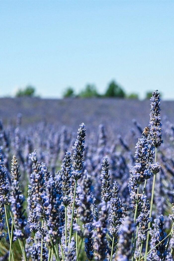 Violès: Unveiling the Charms of a Hidden Gem in Provence