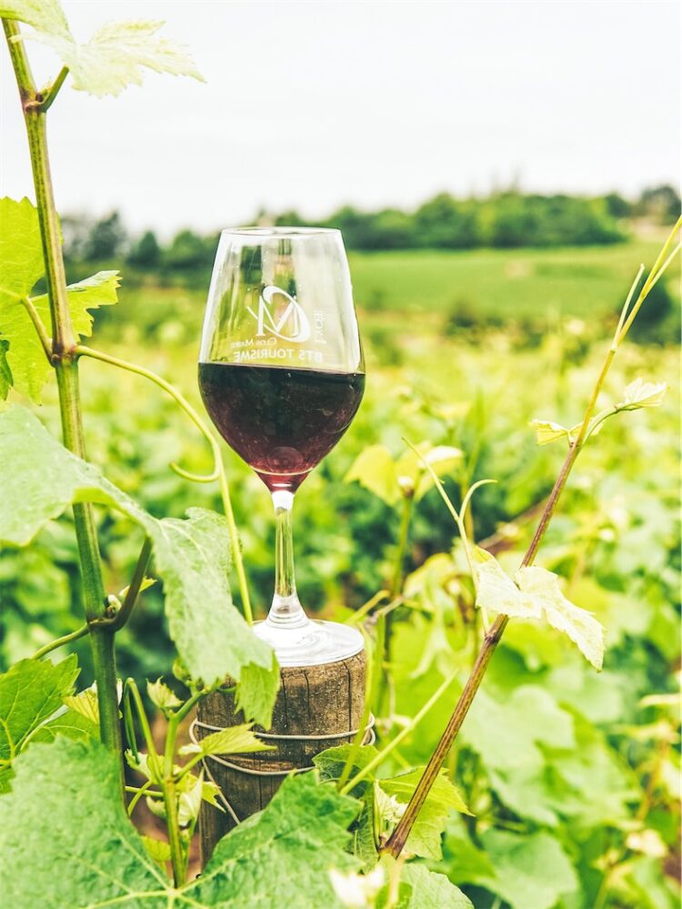 Violès Wine Vineyard