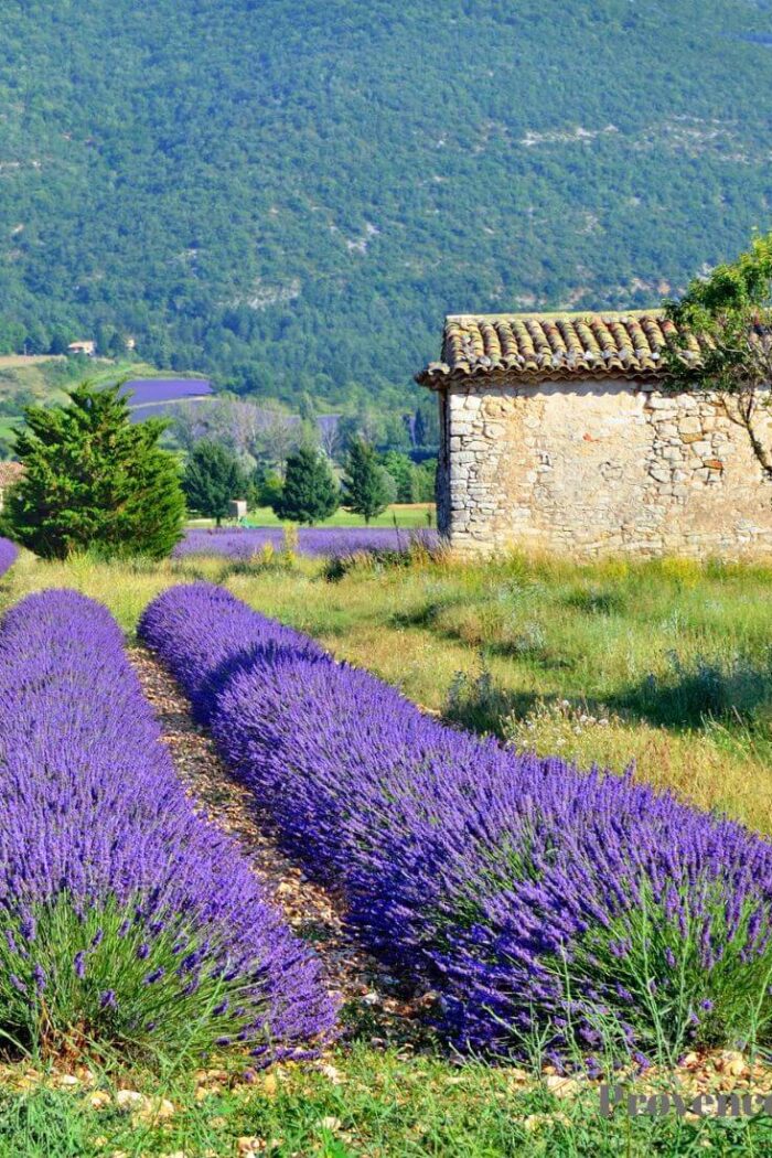 Unveiling the Charms of Violès: Where Time Tiptoes through Lavender Fields